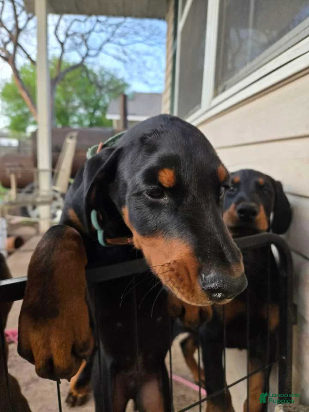 Doberman Pinscher dogs for sale: Doberman Pinscher Puppy 3 - Ad 9