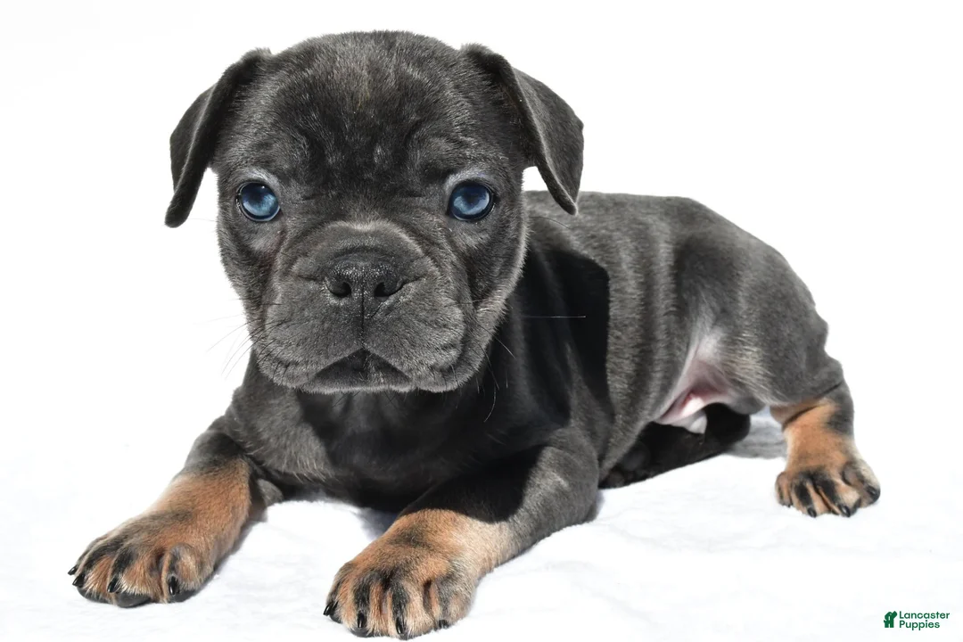 French Bulldog dogs for sale: Cooper - Ad 1