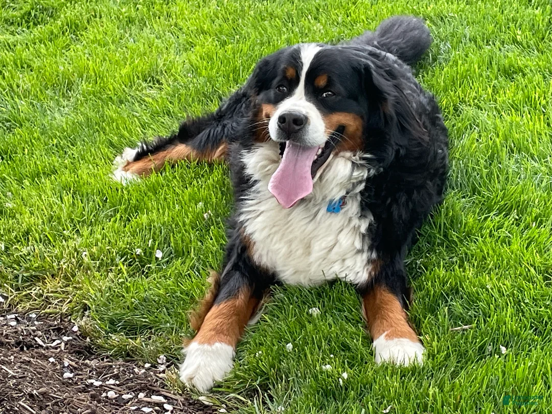 Mini Bernedoodle dogs for sale: Pudding Pop *Turf Trained* - Ad 10