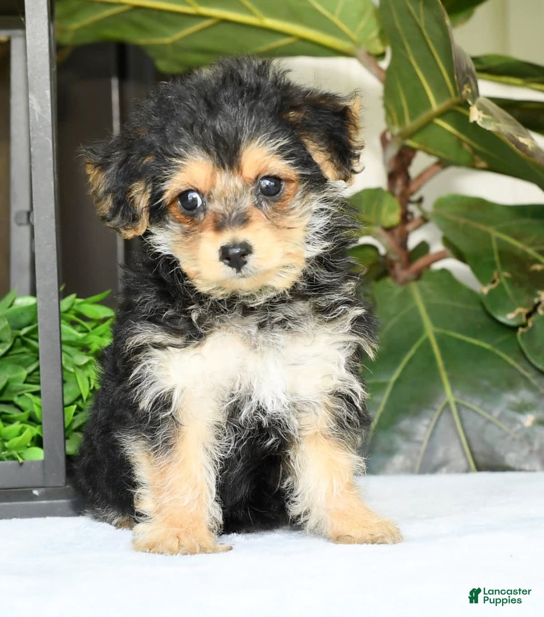 Yochon dogs for sale: Ricky - Ad 12