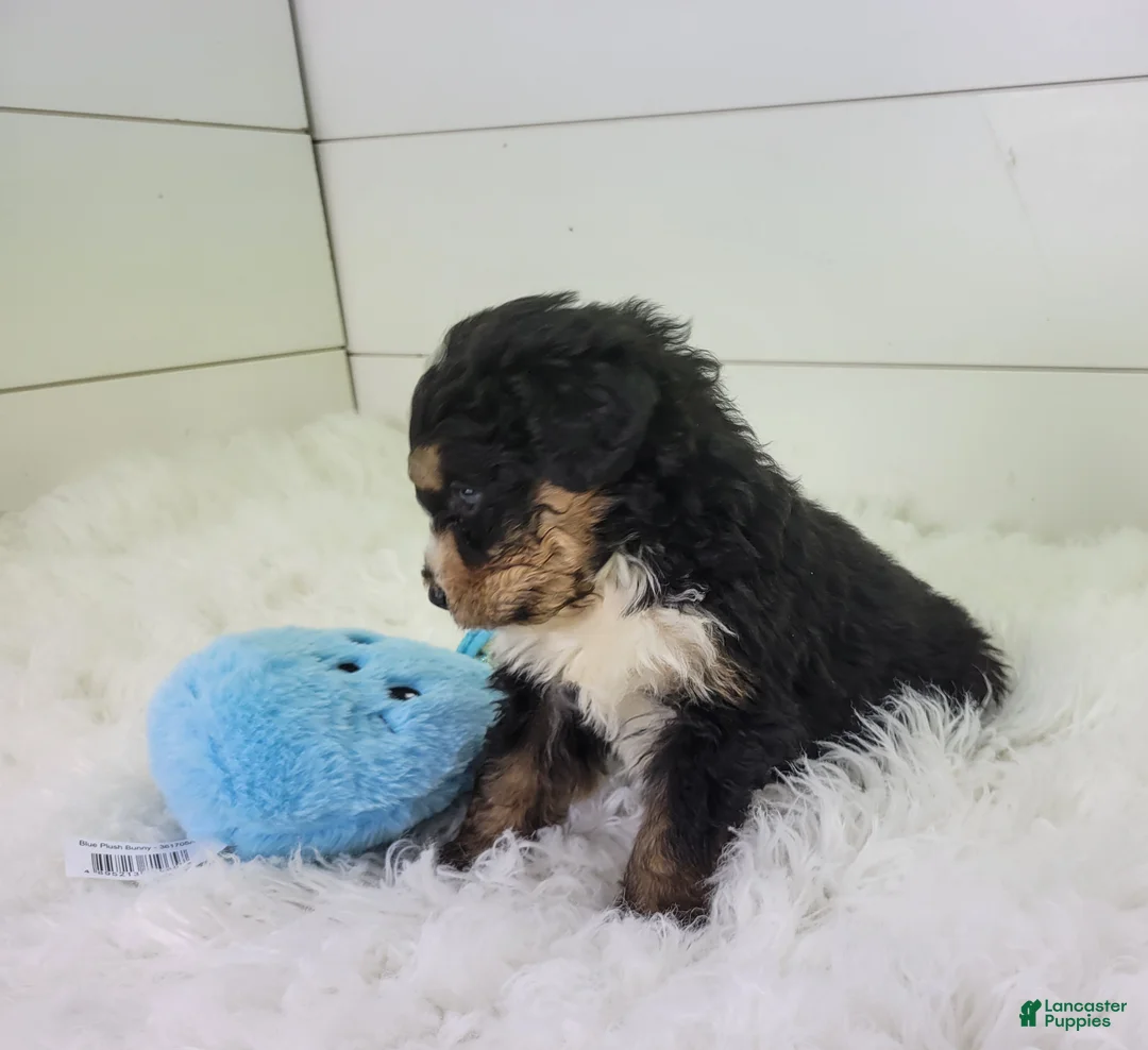 Bernedoodle dogs for sale: Becka - Ad 15