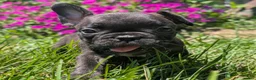French Bulldog dogs for sale: French Toast - Ad 4