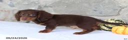Miniature Dachshund dogs for sale: Tommy - Ad 4