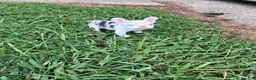 French Bulldog dogs for sale: French Bulldog 2 - Ad 2