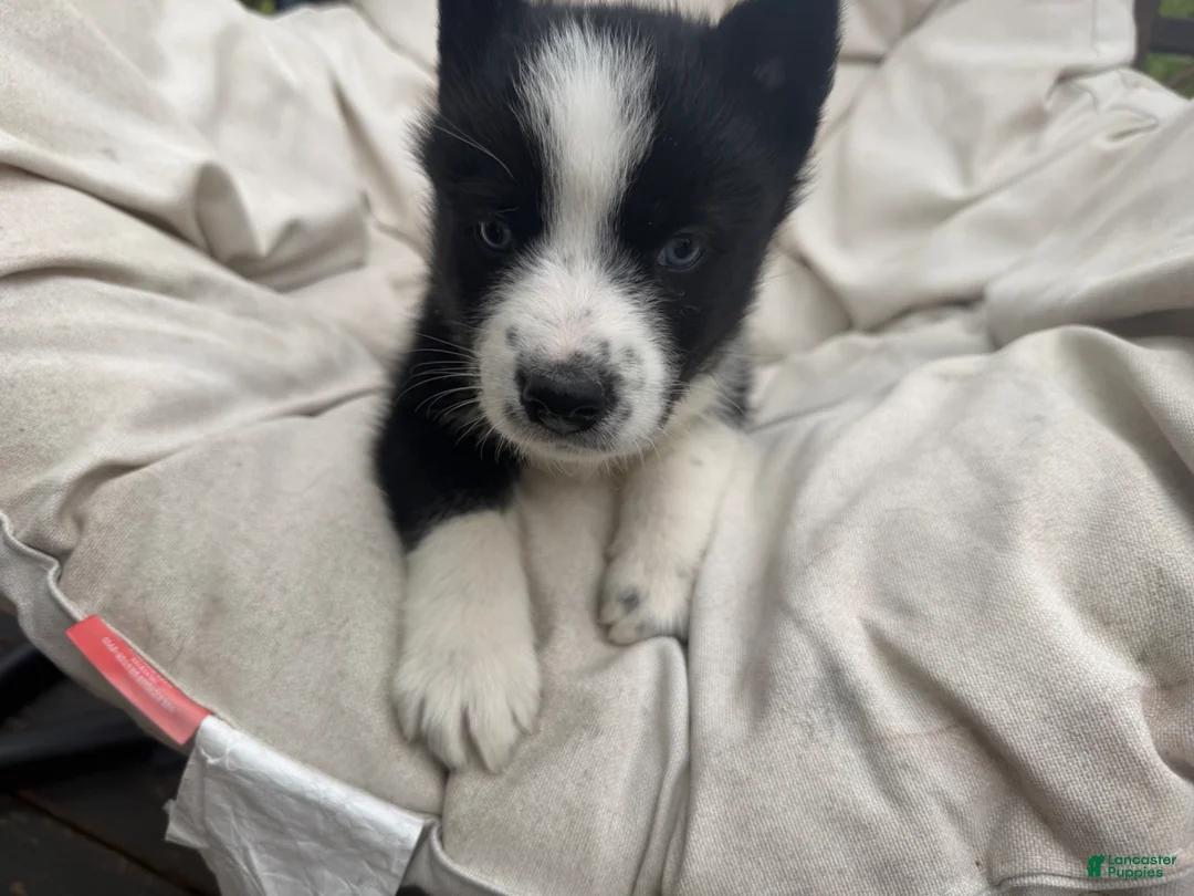 Mixed Breed dogs for sale: Skye - Ad 2