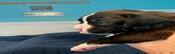 Boxer dogs for sale: Viper - Ad 3