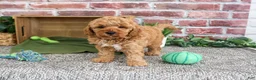 Mini Goldendoodle dogs for sale: Benny - Ad 2