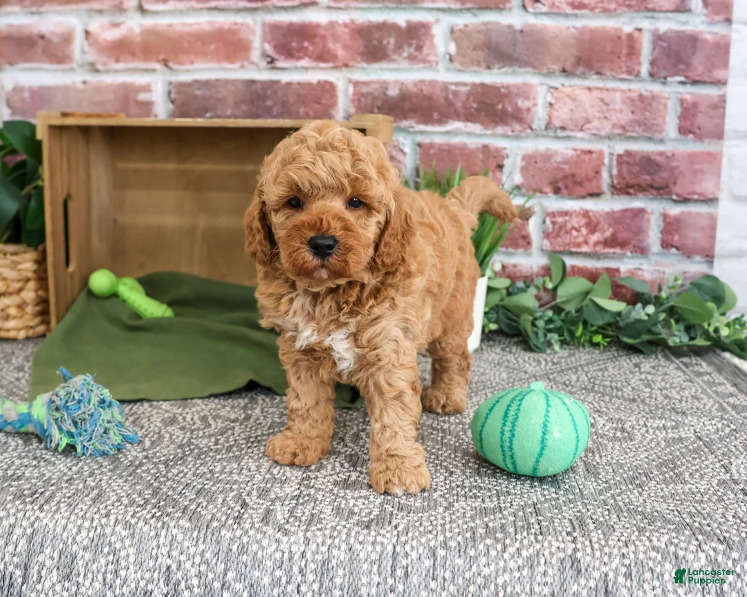 Mini Goldendoodle dogs for sale: Benny - Ad 2