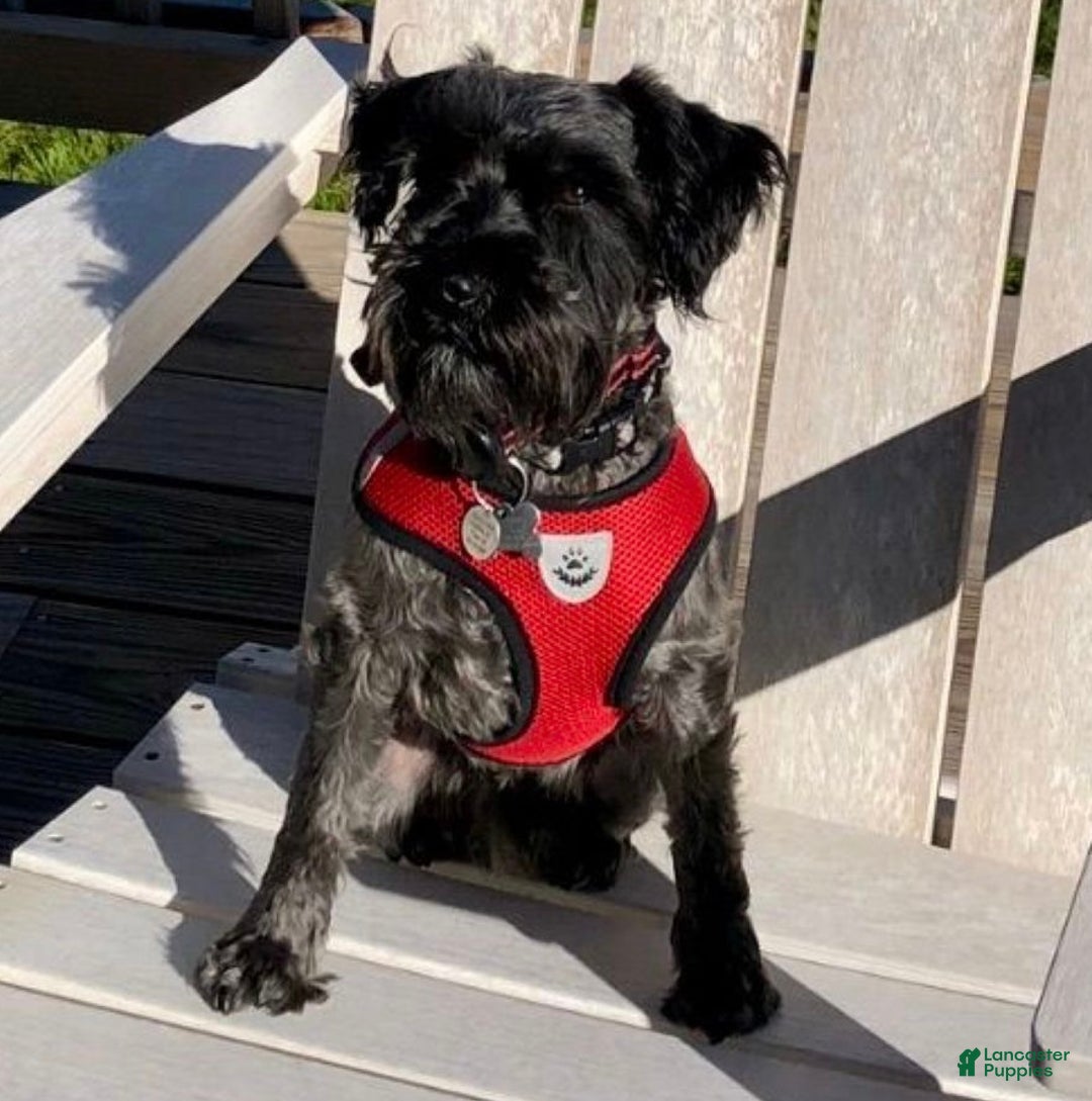 Miniature Schnauzer dogs for sale: ROSIE - Ad 21