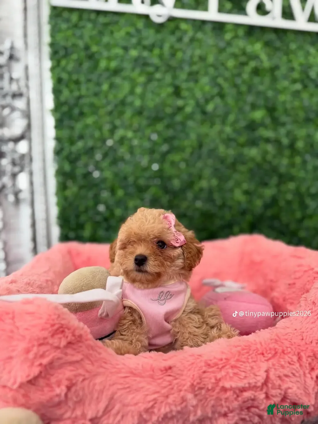 Yorkiepoo dogs Yorkiepoo Puppy 1 - Ad 2