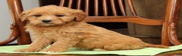Mini Goldendoodle dogs for sale: Polly - Ad 3