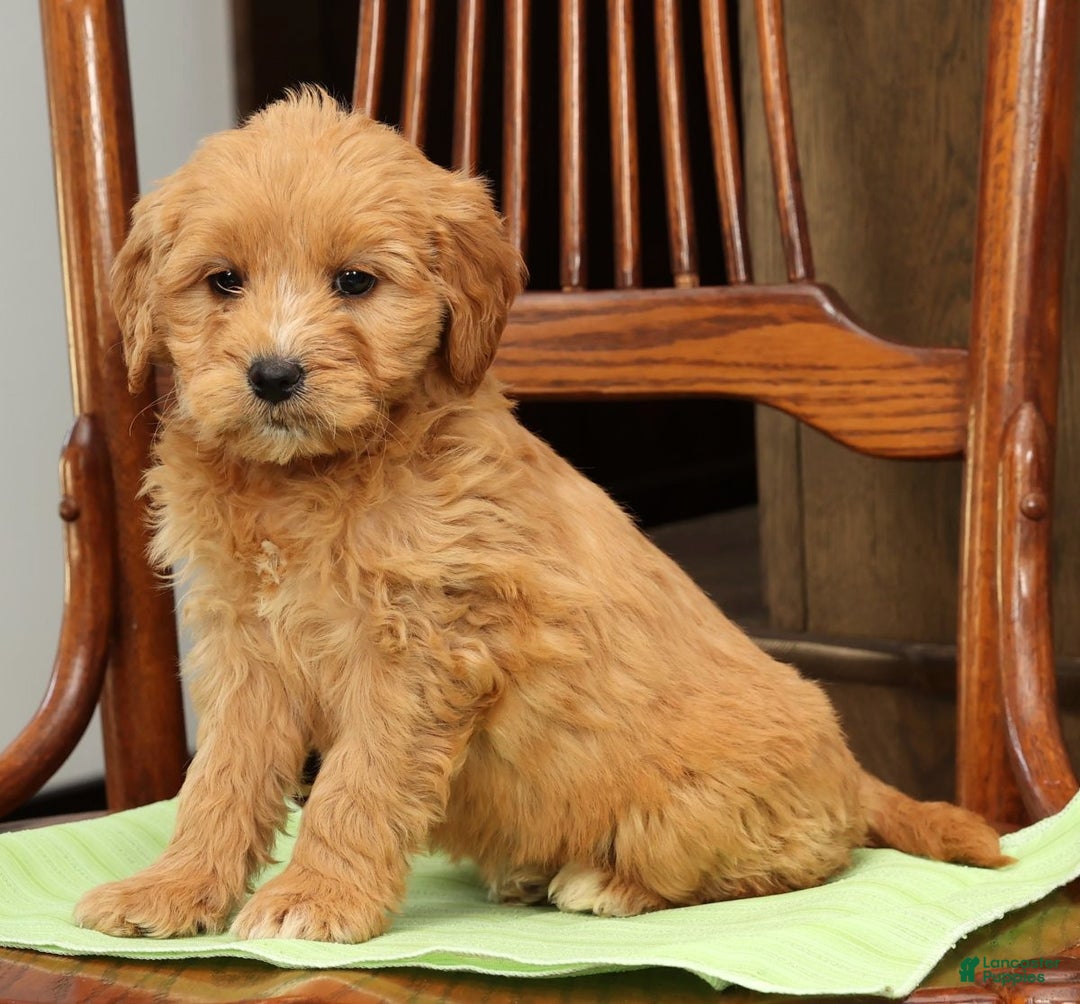 Mini Goldendoodle dogs for sale: Polly - Ad 3