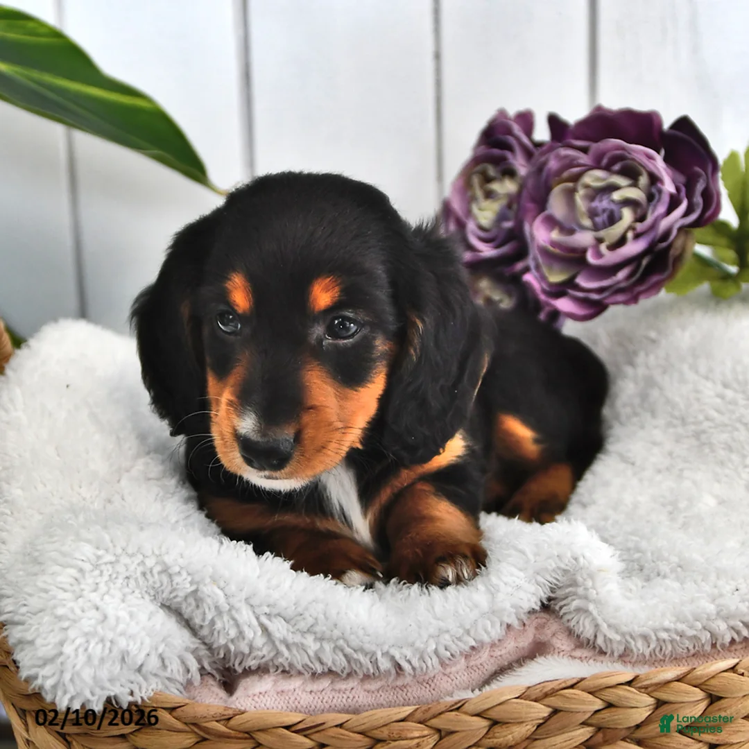 Miniature Dachshund dogs for sale: Lilly - Ad 4