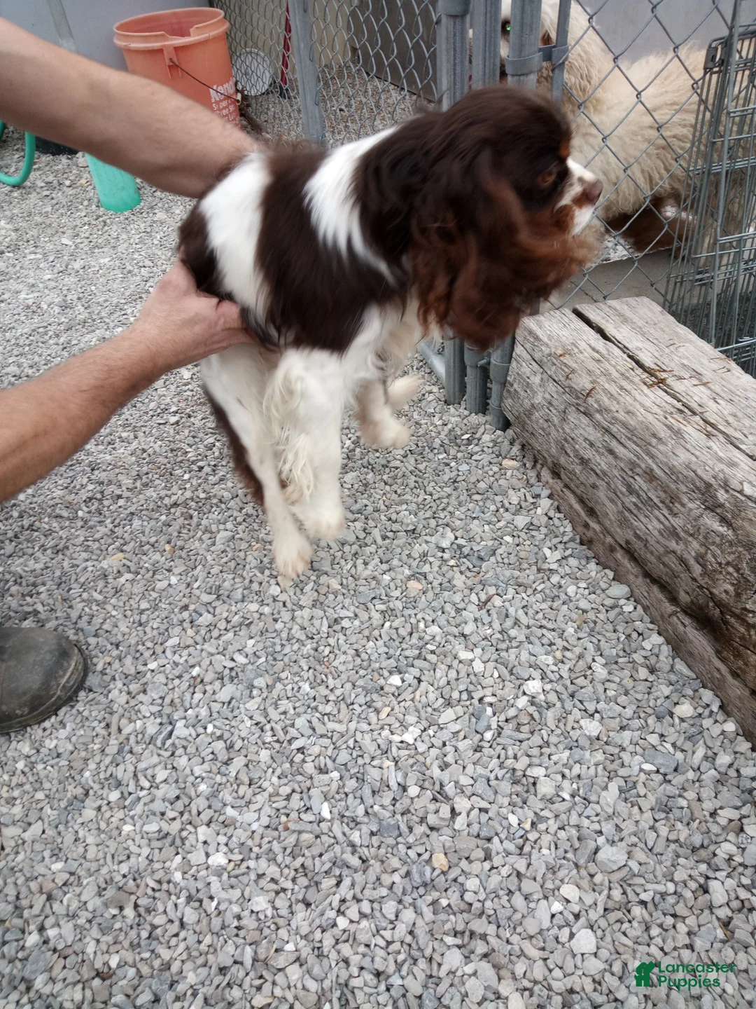 Cavalier King Charles Spaniel dogs for stud: Duke  - Ad 6