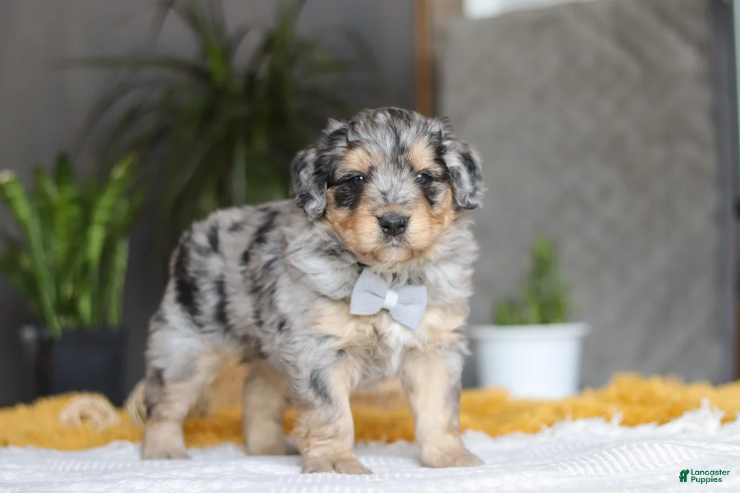 Mixed Breed dogs for sale: Blaze - Ad 5