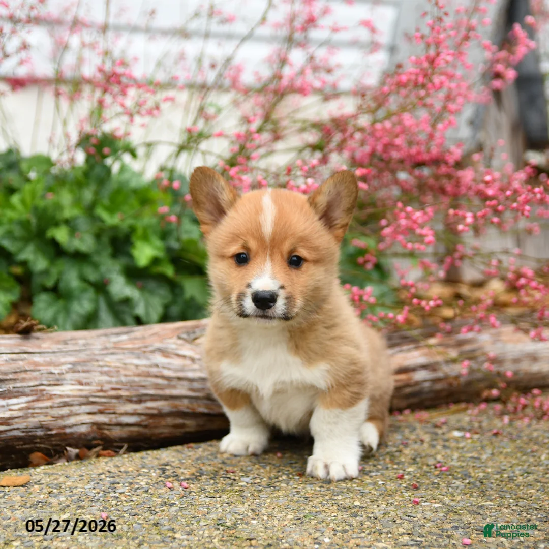 Welsh Corgi Pembroke dogs for sale: Pogo - Ad 3