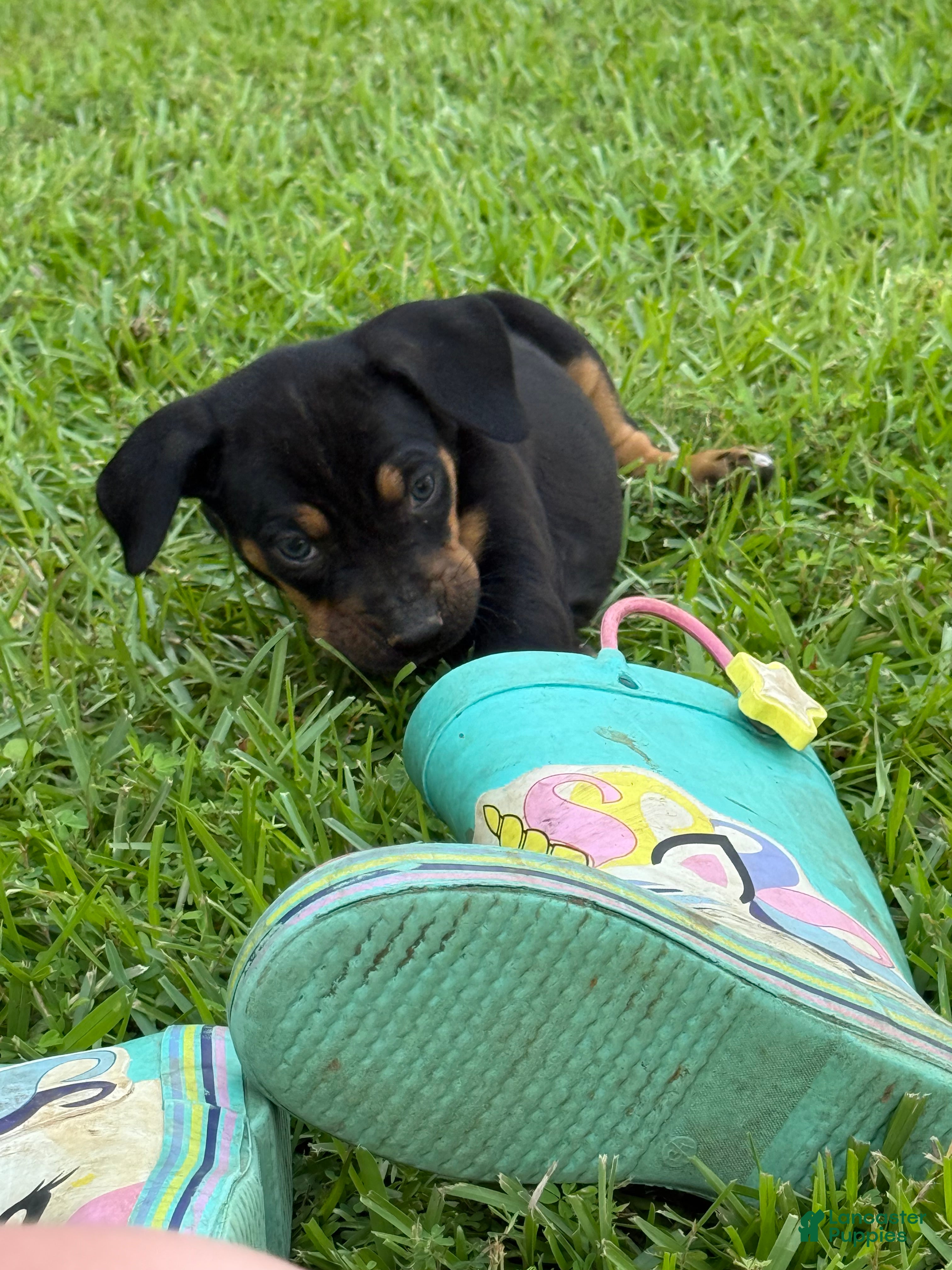 Catahoula Leopard Dog dogs Black Girl - Ad 2