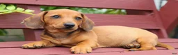 Miniature Dachshund dogs for sale: Scooter 🐾 - Ad 12