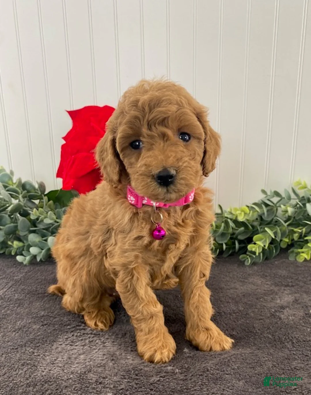 Miniature Poodle dogs for sale: Gabby - Ad 2