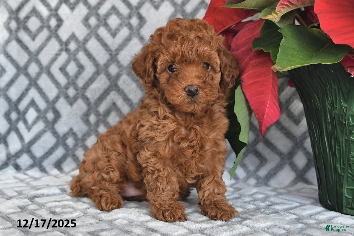 Bichpoo dogs Ruby - Ad 10