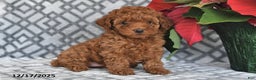 Bichpoo dogs for sale: Ruby - Ad 1