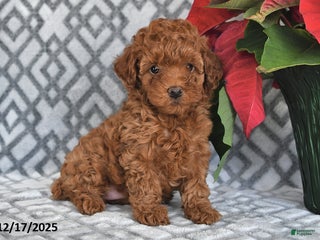 Bichpoo dogs Ruby - Ad 22