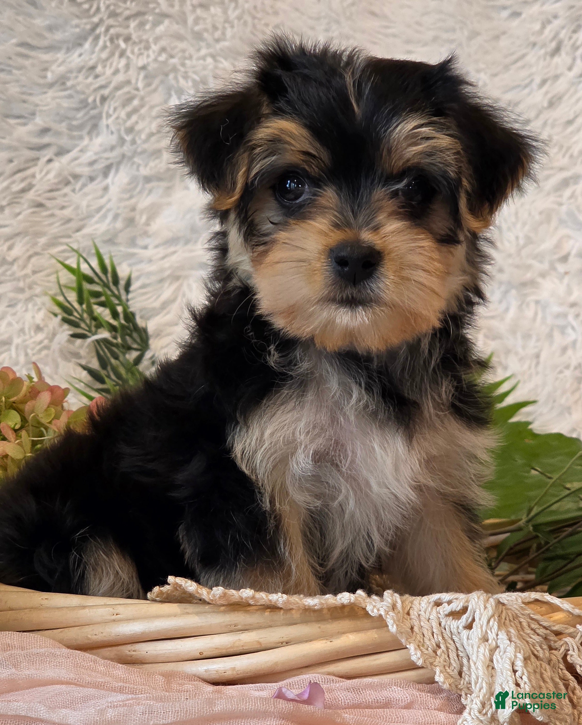 Morkie dogs Dixie - Ad 2
