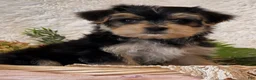 Morkie dogs for sale: Dixie - Ad 2