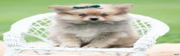 Pomeranian dogs for sale: Hudson - Ad 5
