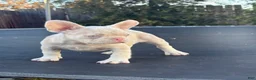 French Bulldog dogs for sale: Cheeto - Ad 9
