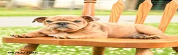 English Bulldog dogs for sale: Lincoln  - Ad 5