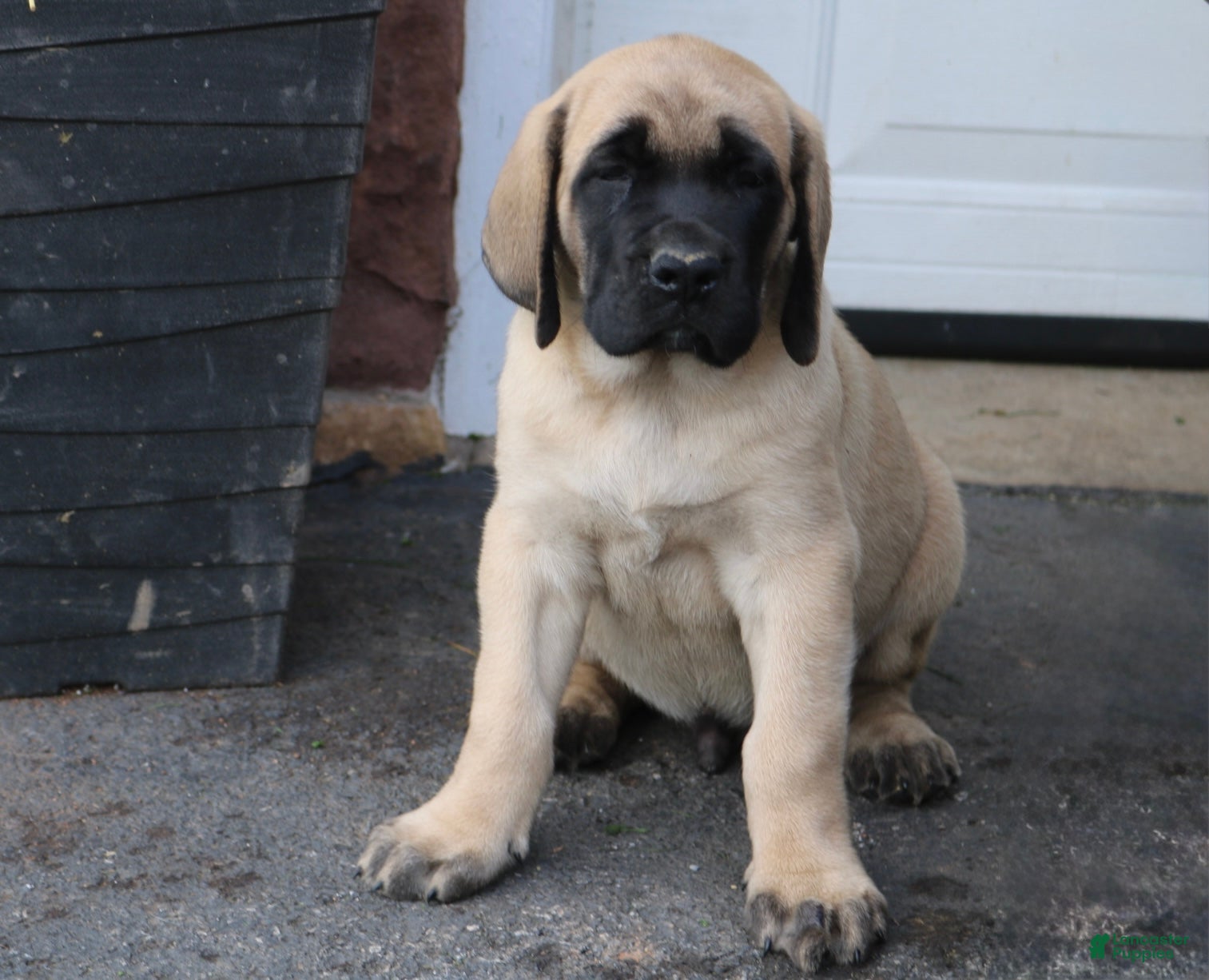 English Mastiff dogs for sale: Samson - Ad 3