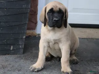 English Mastiff dogs for sale: Samson - Ad 3