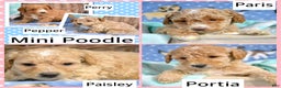Miniature Poodle dogs for sale: Miniature Poodle Puppy 1 Perry - Ad 4