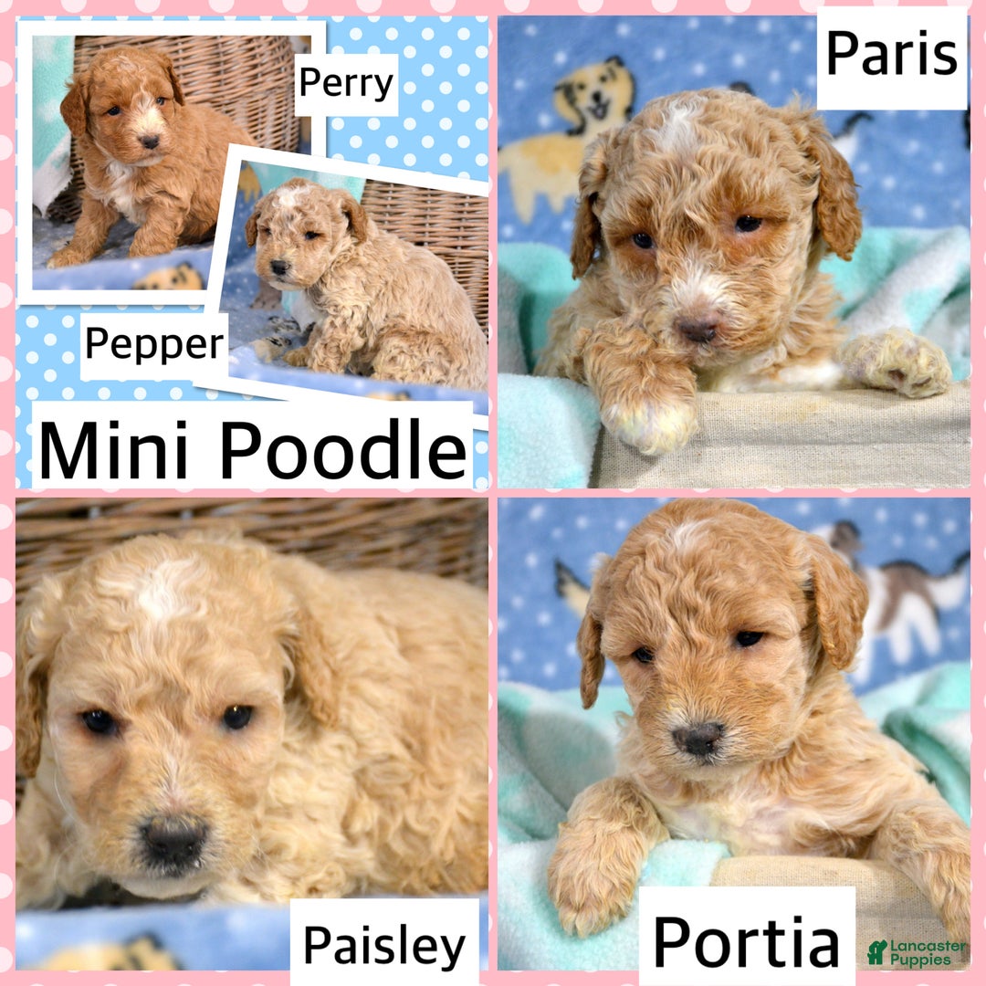 Miniature Poodle dogs for sale: Miniature Poodle Puppy 1 Perry - Ad 4
