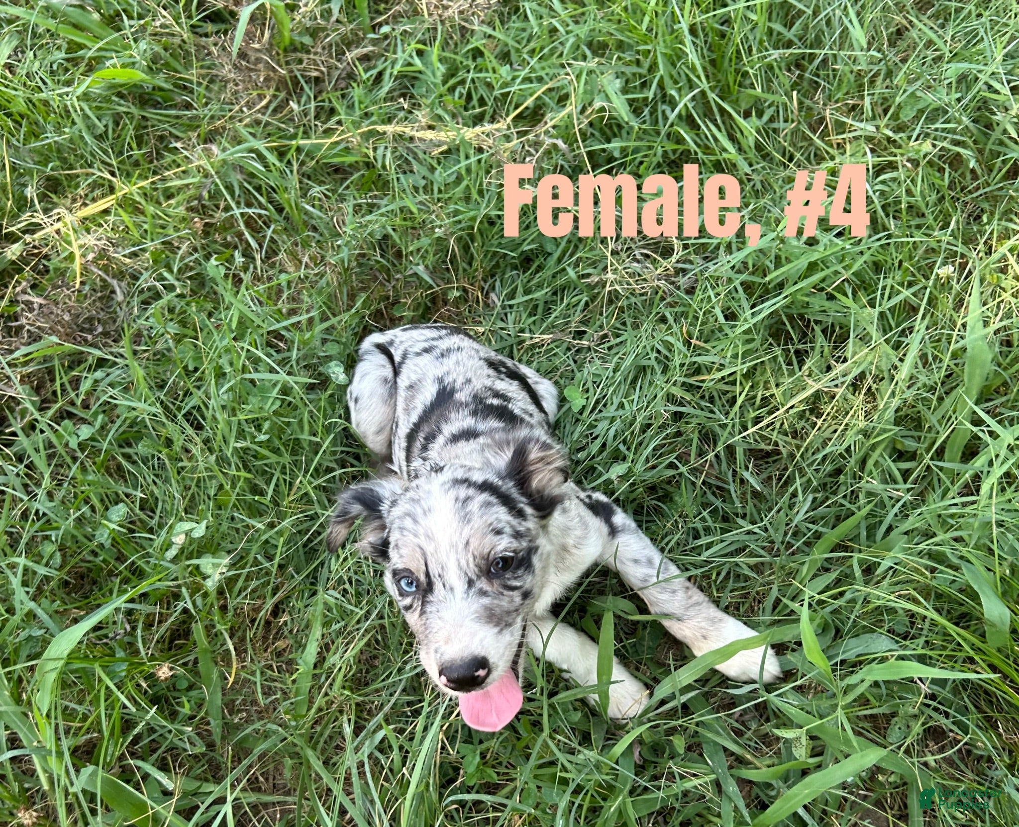 Australian Shepherd dogs Australian Shepherd 4 - Ad 4