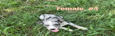Australian Shepherd 4