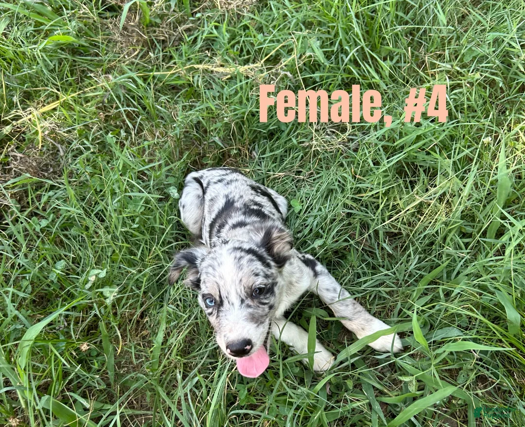 Australian Shepherd dogs for sale: Australian Shepherd 4 - Ad 1