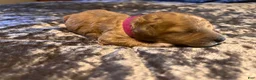 Cavapoo dogs for sale: Cavapoo 6 Hot Pink Collar - Ad 5