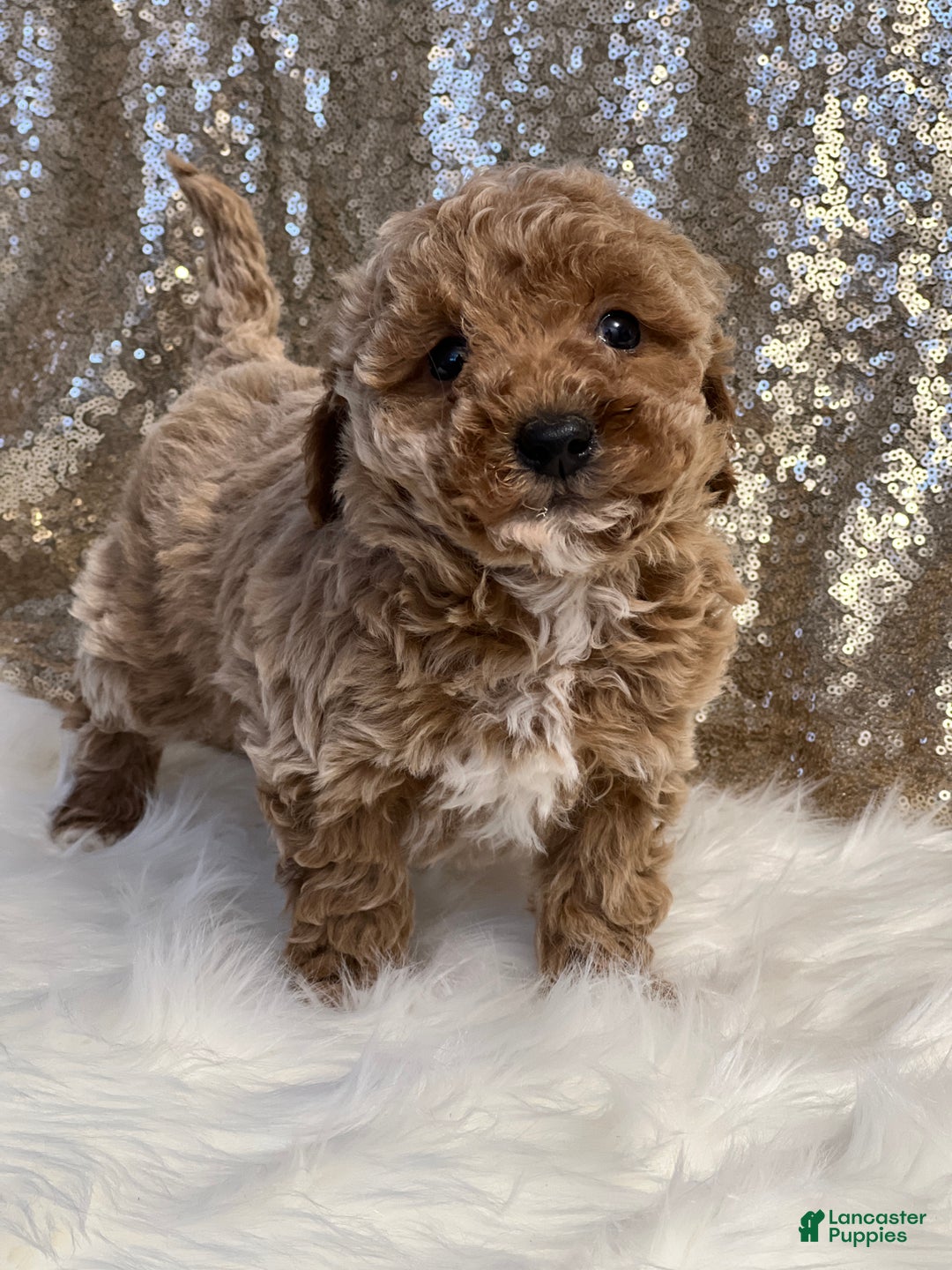 Miniature Poodle dogs for sale: Carson - Ad 2