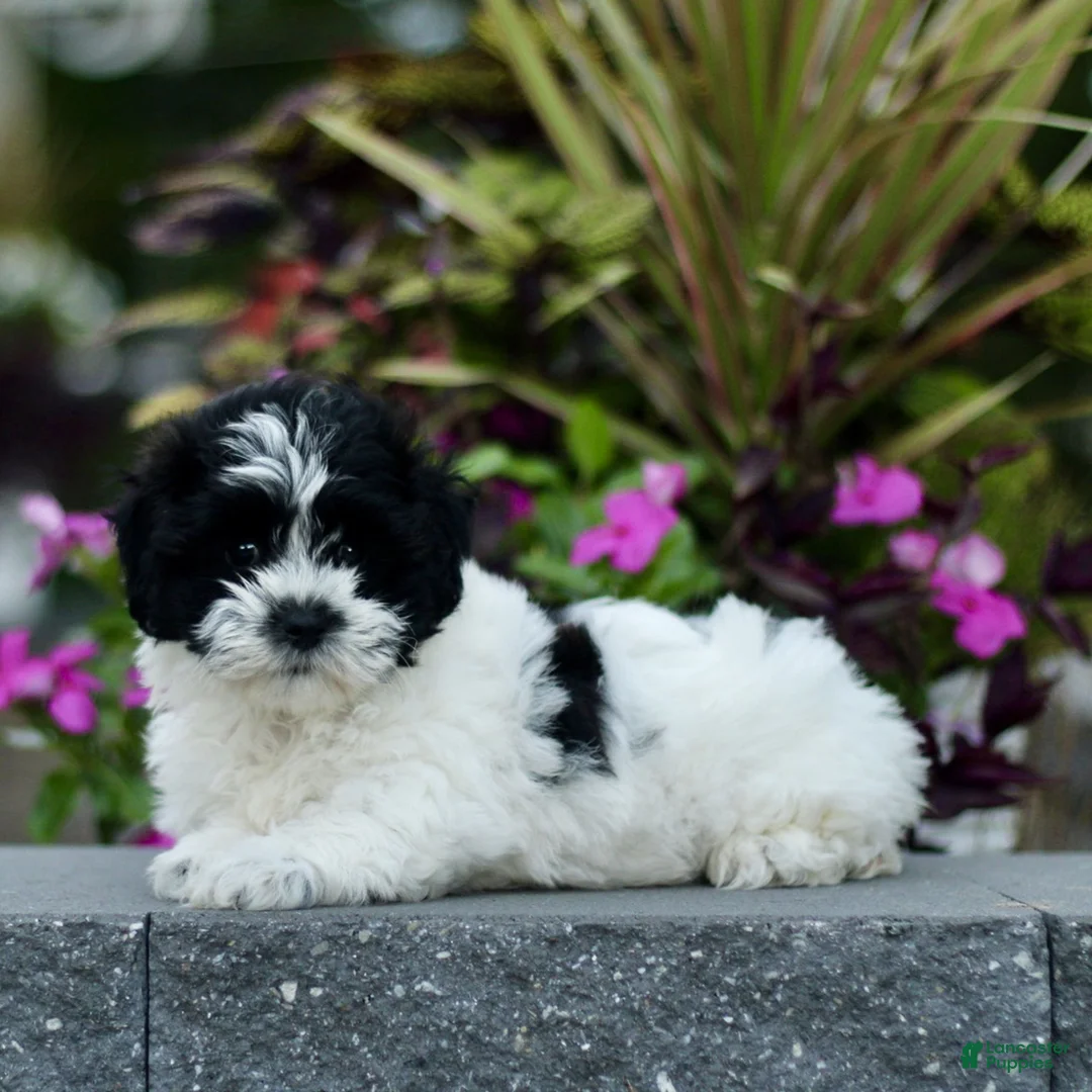 Teddy Bear dogs for sale: Sugar  - Ad 2
