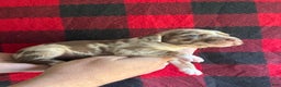 Catahoula Leopard Dog dogs for sale: Catahoula Leopard Dog Puppy 7 - Ad 2