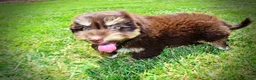 Havapoo dogs for sale: Epic - Ad 13