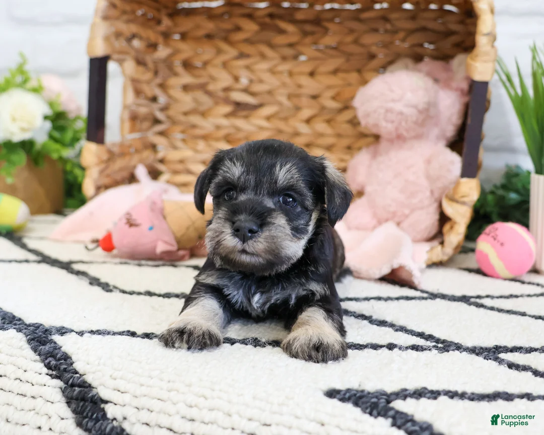 Miniature Schnauzer dogs for sale: Taylor - Ad 2