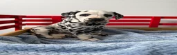 Dalmatian dogs for sale: Stanley - Ad 11