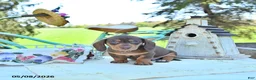 Miniature Dachshund dogs for sale: Mickey - Ad 4