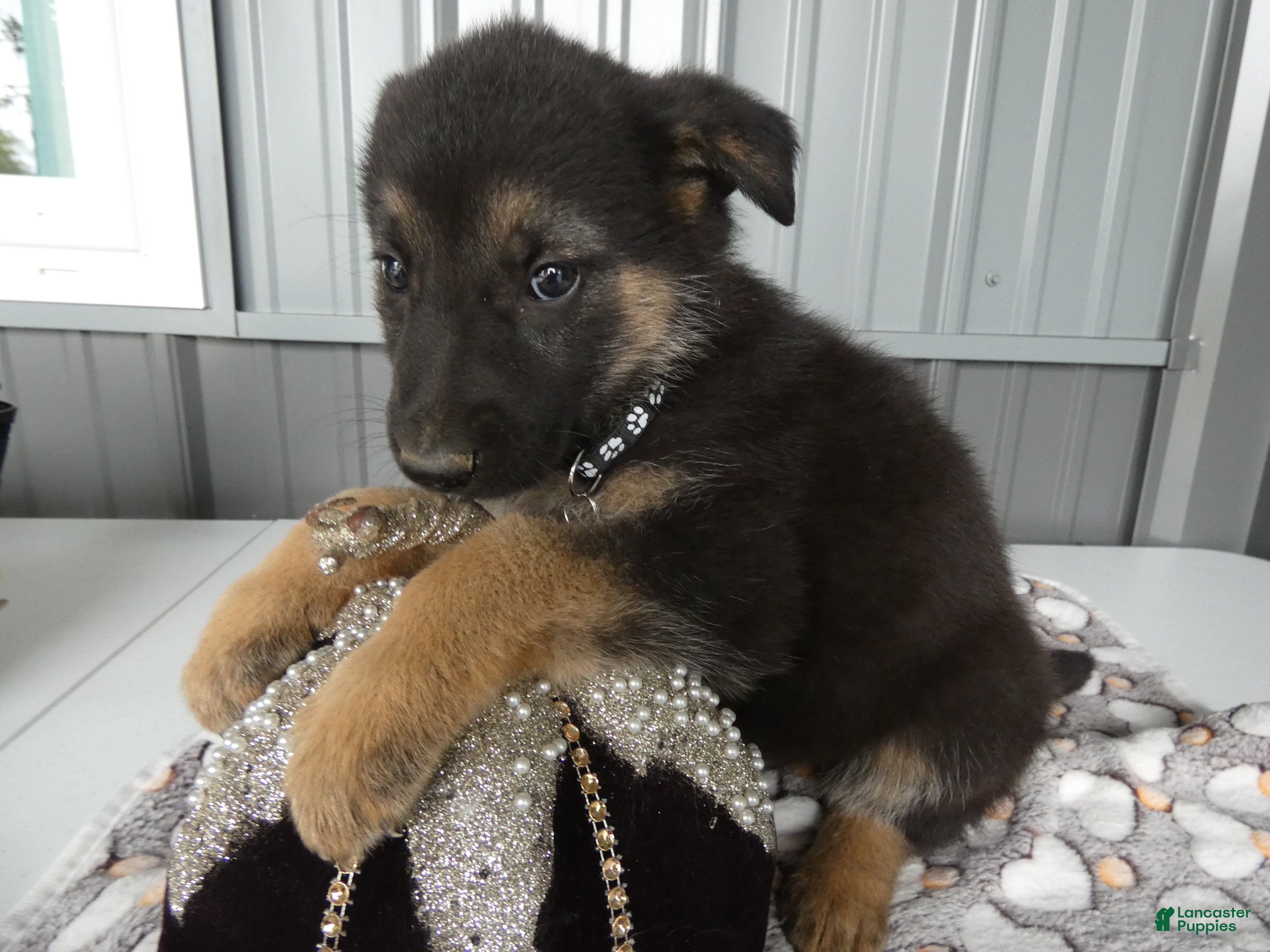 German Shepherd dogs German Shepherd 5 Shena - Ad 6