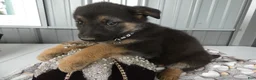 German Shepherd dogs for sale: German Shepherd 5 Shena - Ad 1