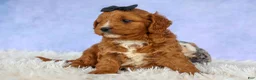 Cavapoo dogs for sale: Max 🐾🐶 - Ad 9