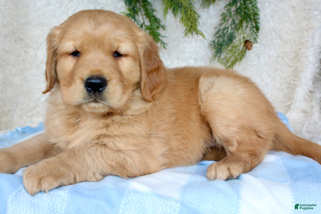 Golden Retriever dogs for sale: Chubbs - Ad 6